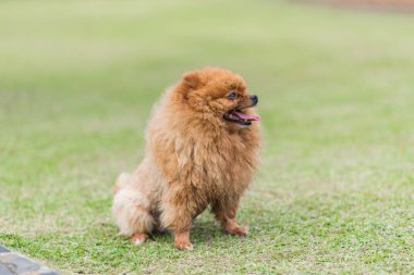 küçük portakal pomeranian köpek ayakta çimenlerin üzerinde