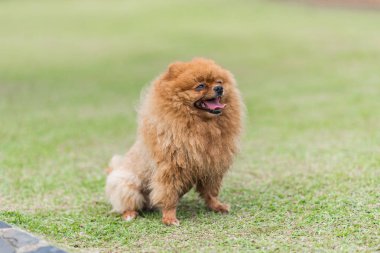 küçük portakal pomeranian köpek ayakta çimenlerin üzerinde
