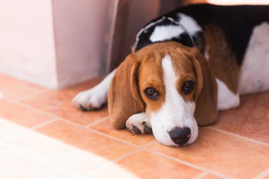 yavru beagle yerde yatarım