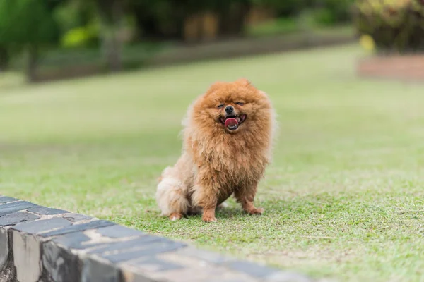 küçük portakal pomeranian köpek ayakta çimenlerin üzerinde