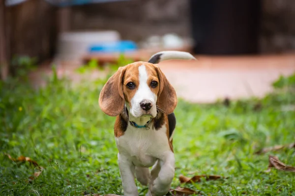 yavru beagle yerdeki portresi
