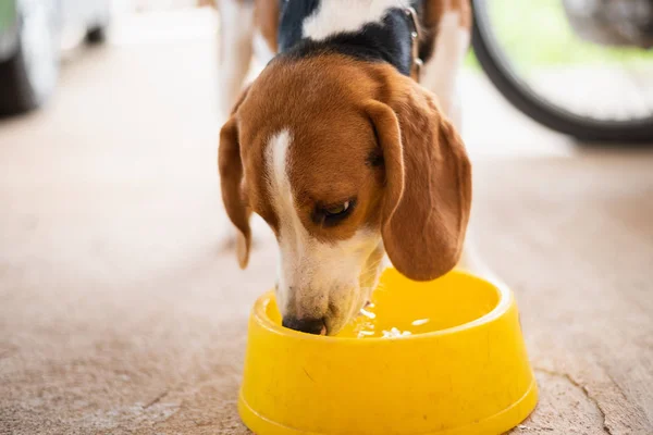 Valp Beagle Hund Dricksvatten — Stockfoto