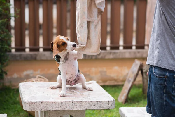 Lindo Beagle Cachorro Jugando Con Dueño — Foto de Stock