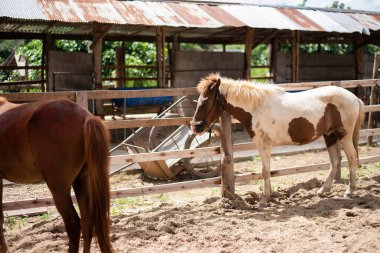at içinde belgili tanımlık kafes hayvanat bahçesinde