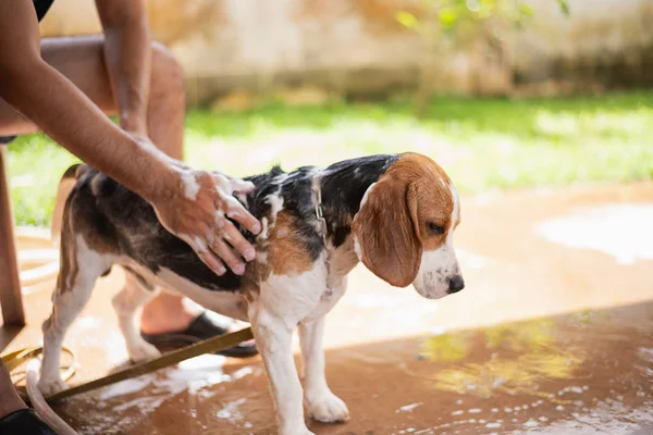 Lindo Perrito Beagle Tomando Una Ducha — Foto de Stock