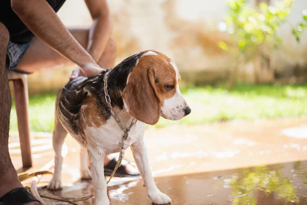 Lindo Perrito Beagle Tomando Una Ducha — Foto de Stock