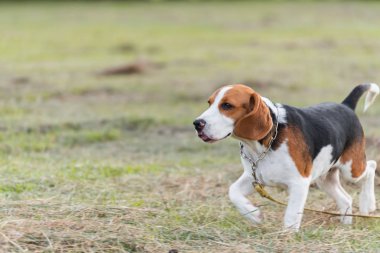 Sevimli genç Beagle alanında oynamaya yakın çekim