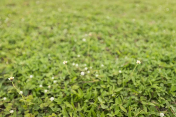Oskärpa Bildbakgrund Grönt Gräs — Stockfoto