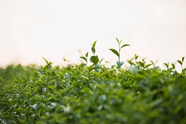 Chá Verde Folhas Frescas — Fotografia de Stock
