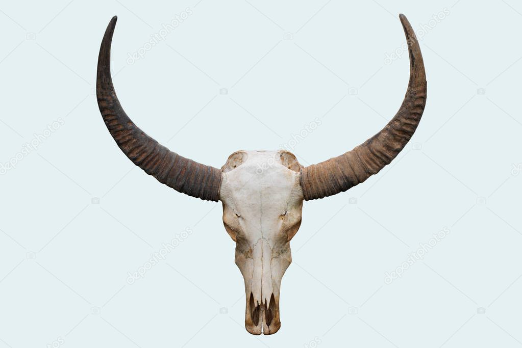 Head skull of buffalo isolated on white background