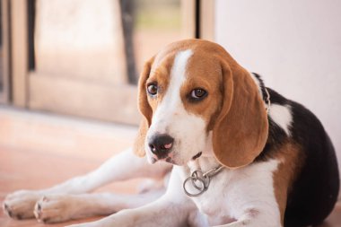 beagle köpek yavrusu, hayvan kavramı portresi