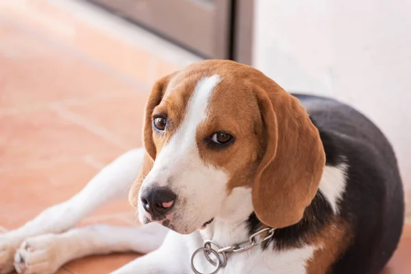 Ritratto Del Cane Cucciolo Beagle Concetto Animale — Foto Stock