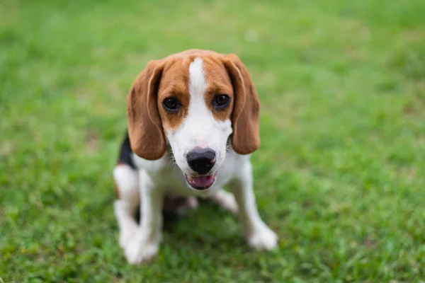 Carino Beagle Sul Pavimento — Foto Stock