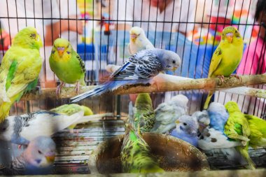renkli kuşlar kafeste