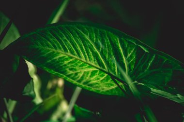 Yaprak yeşil arka plan, doğa arka plan kavramı