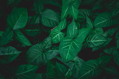 Yaprak yeşil arka plan, doğa arka plan kavramı