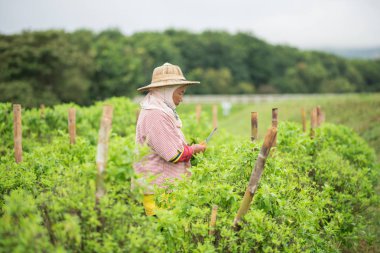 kadın işçilerin vegetatbles çiftlikte toplama