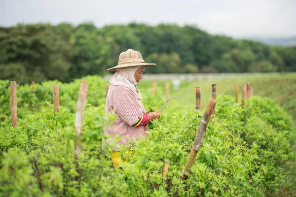 kadın işçilerin vegetatbles çiftlikte toplama