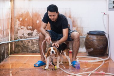 Adam ve şirin köpek yavrusu beagle duş alıyor
