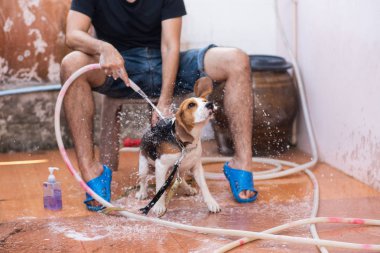 Adam ve şirin köpek yavrusu beagle duş alıyor
