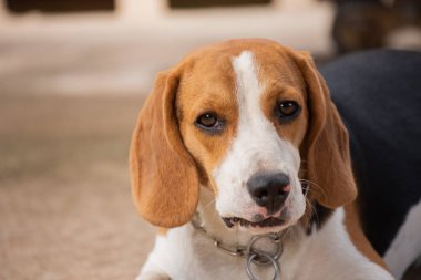 beagle köpek yavrusu, hayvan kavramı portresi