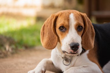 beagle köpek yavrusu, hayvan kavramı portresi