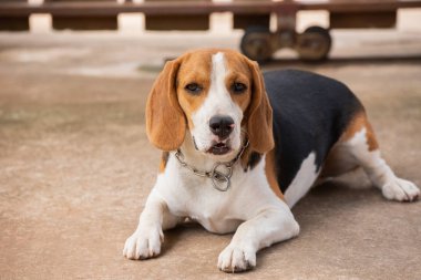 beagle köpek yavrusu, hayvan kavramı portresi