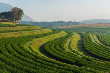 Sabahları çay çiftlik manzara