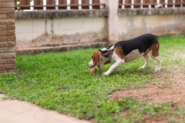 evde bahçede çalışan şirin yavru beagle