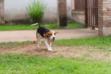 şirin köpek yavrusu beagle çalışan ve topla oynamayı