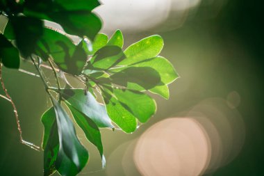 Yaprak yeşil arka plan, doğa arka plan kavramı