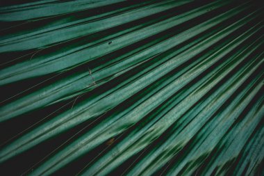 Yaprak yeşil arka plan, doğa arka plan kavramı