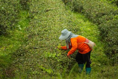 yeşil çay yaprağı çay çiftlik toplama işçisi kadın