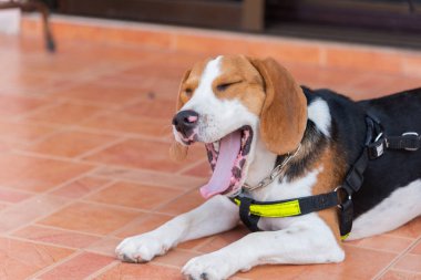 yavru beagle köpek esniyor ve katta oturan