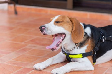 yavru beagle köpek esniyor ve katta oturan