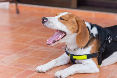 yavru beagle köpek esniyor ve katta oturan