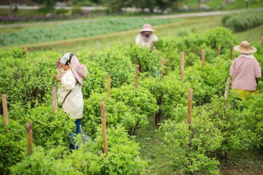 kadın işçilerin vegetatbles çiftlikte toplama