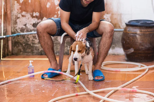 Hombre Lindo Perrito Beagle Tomando Una Ducha — Foto de Stock