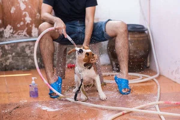 Hombre Lindo Perrito Beagle Tomando Una Ducha — Foto de Stock