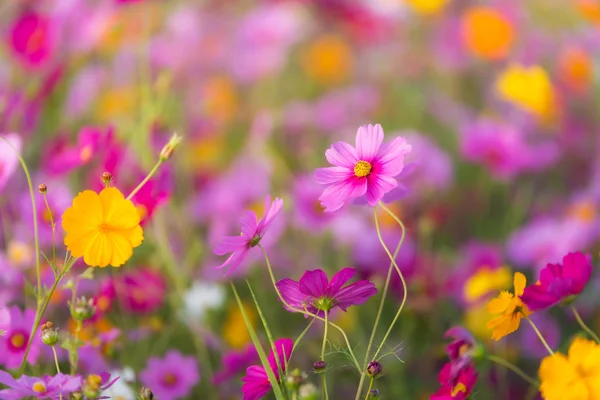 Flor Cosmos Pastizales Mañana — Foto de Stock