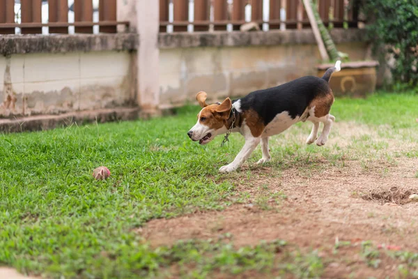 Bonito Filhote Cachorro Beagle Correr Jogar Com Bola — Fotografia de Stock