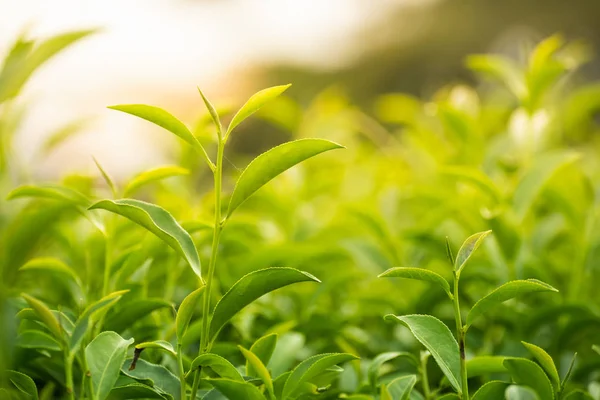 朝の農場の葉緑茶 — ストック写真