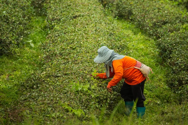 Werknemer Vrouw Plukken Van Groene Thee Blad Boerderij Van Thee — Stockfoto