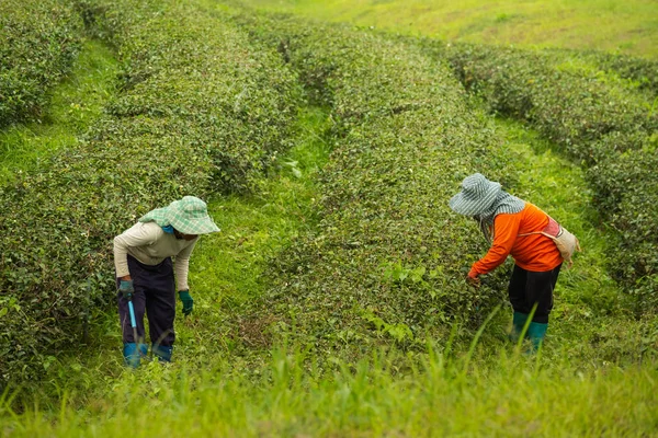 Werknemer Vrouw Plukken Van Groene Thee Blad Boerderij Van Thee — Stockfoto