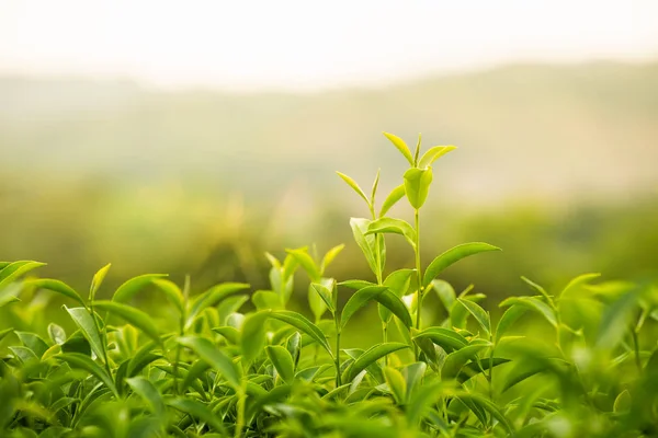 Зеленый Чай Ферме Утром — стоковое фото