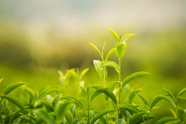 朝の農場の葉緑茶 — ストック写真