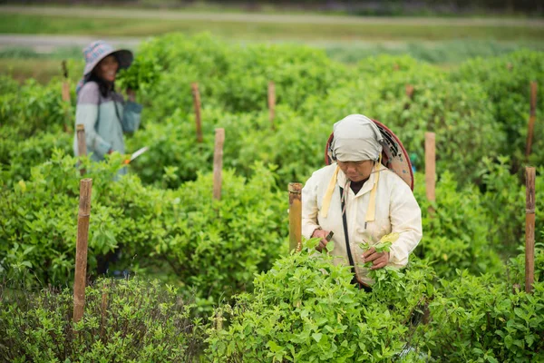 Vrouwelijke Werknemers Vegetatbles Plukken Boerderij — Stockfoto