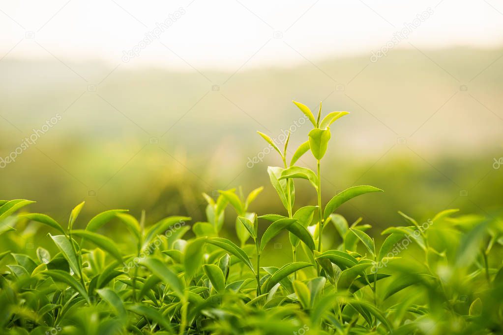 leaf green tea in the farm in the morning