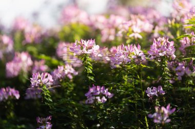gün batımı aydınlatmada pembe çiçekler