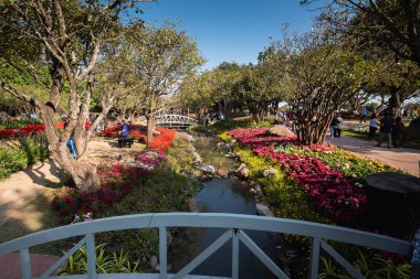 Chiang Rai, Tayland - 02 Ocak 2016: Chiang Rai çiçek Festivali ve müzik Park 2016 yılında çiçek açan çiçekler